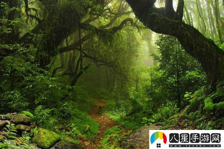 走進(jìn)你的森林，探尋神秘自然