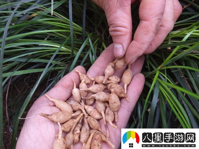 探索國(guó)產(chǎn)內(nèi)容創(chuàng)新