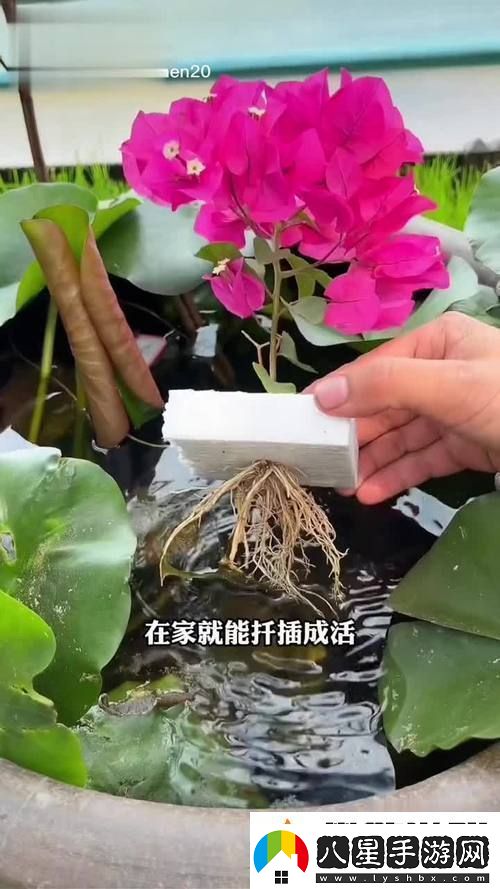 新探討坐著扦插BB有什么好處的多重優(yōu)勢(shì)