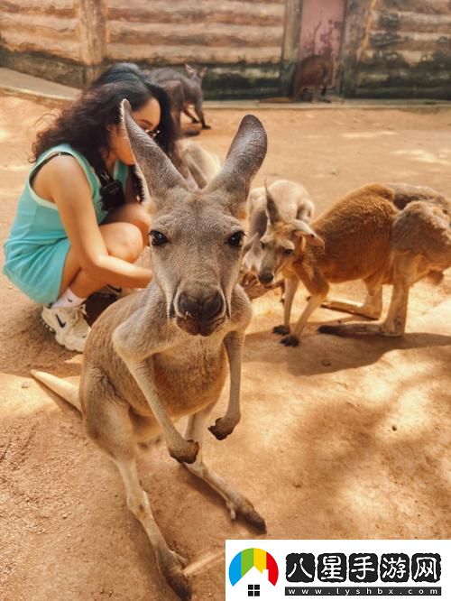 ZOOM動(dòng)物高清