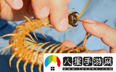 智慧再現(xiàn)！沙漠蜈蚣的必勝打法