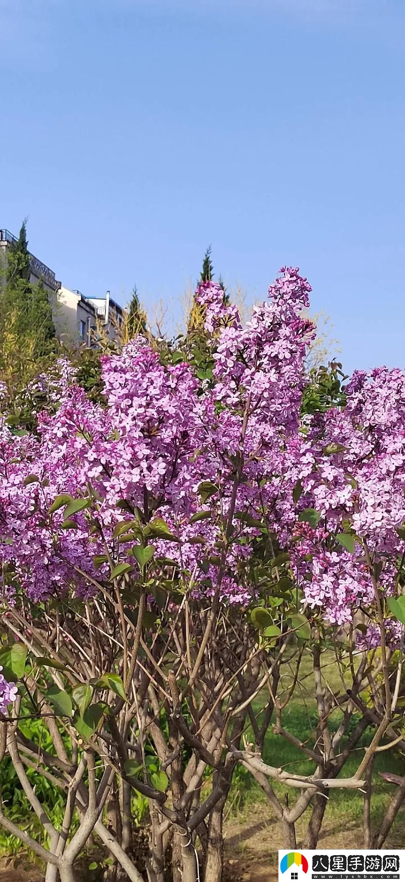 丁香花免費高清完整在線觀看