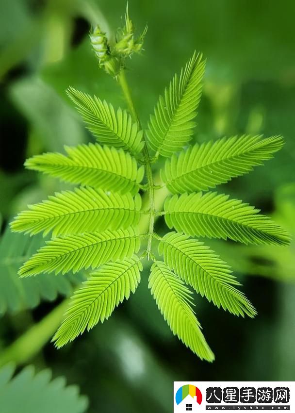 含羞草