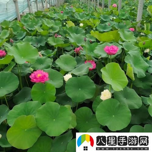 荷花1777.